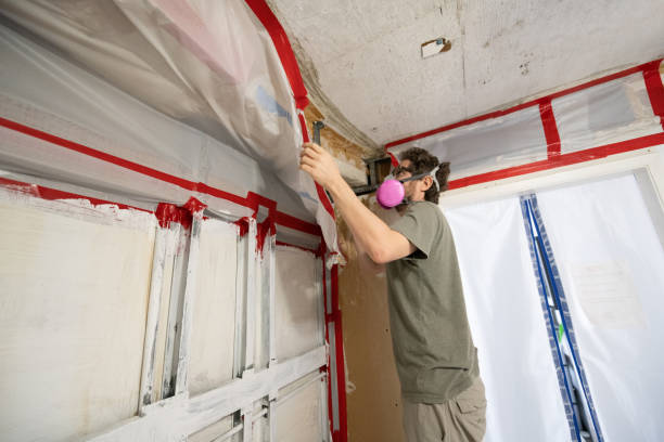 Trusted Folsom, NJ Mold Removal Experts