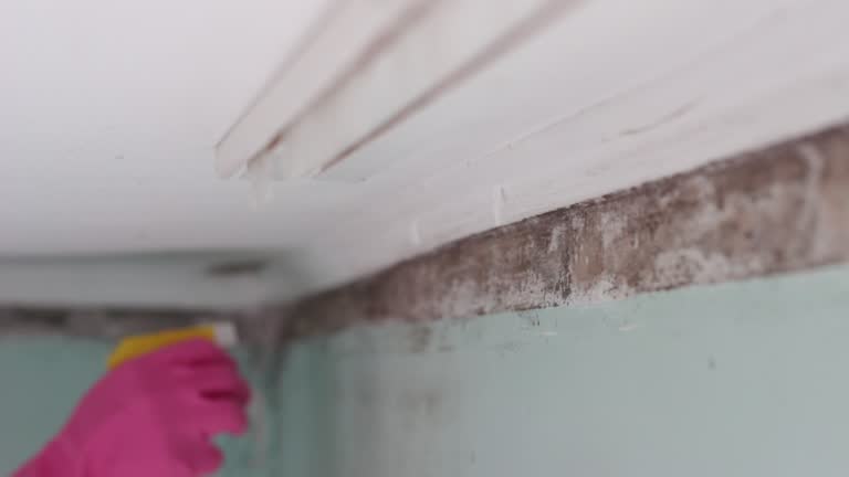 Best Mold Documentation for Insurance Claims  in Folsom, NJ